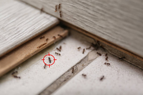 Reliable Tripoli, IA Pest Control Solutions